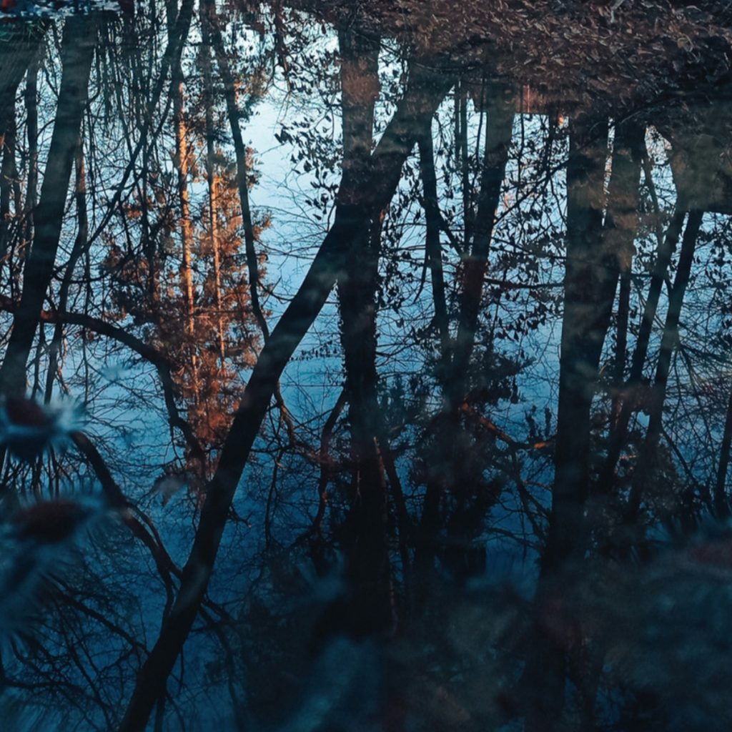 Spiegelung von Bäumen in einem See